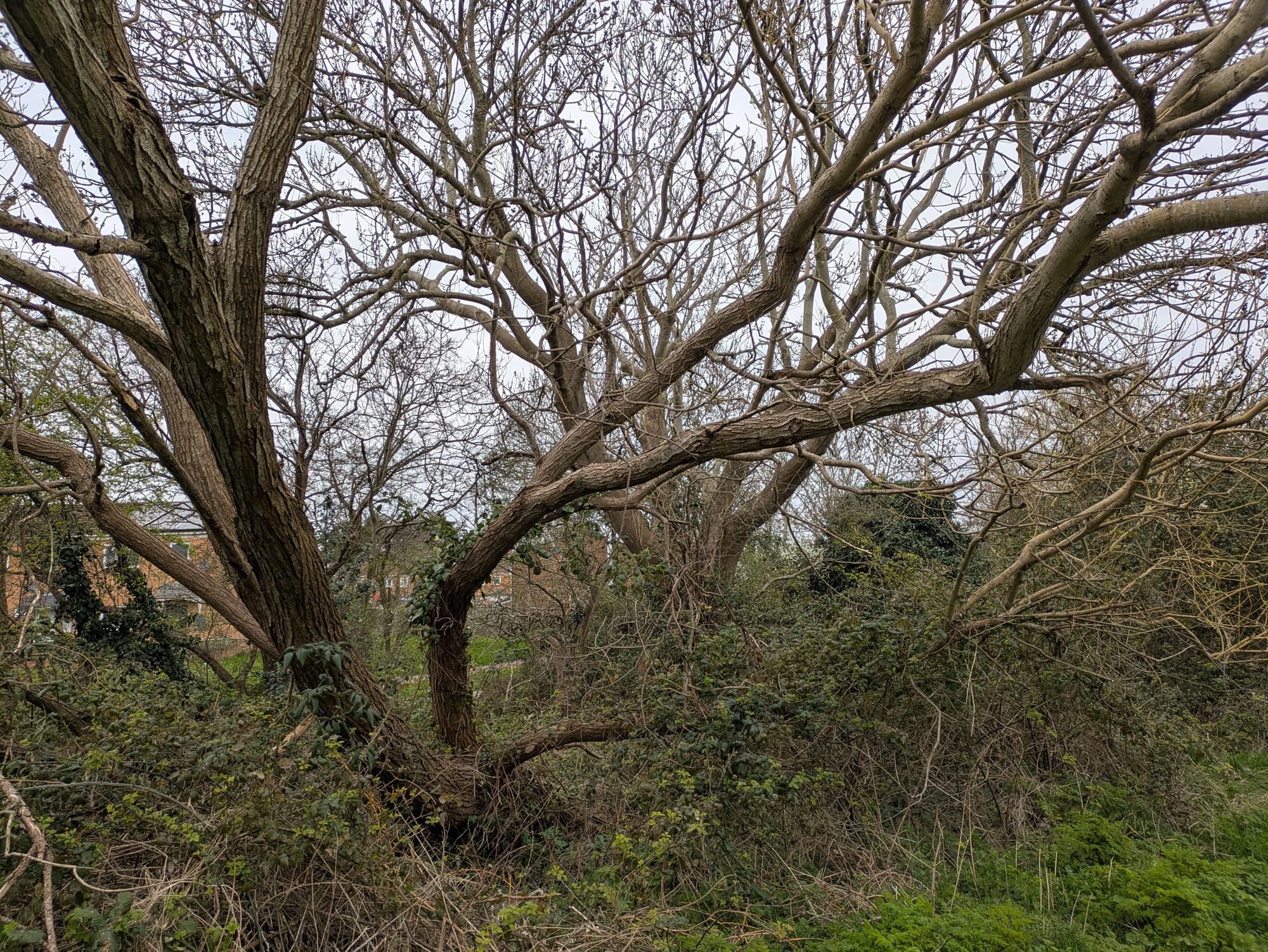 A bare tree growing out of a patch of thick brambles. Brambles and ivy wrap the bottom of its trunk.